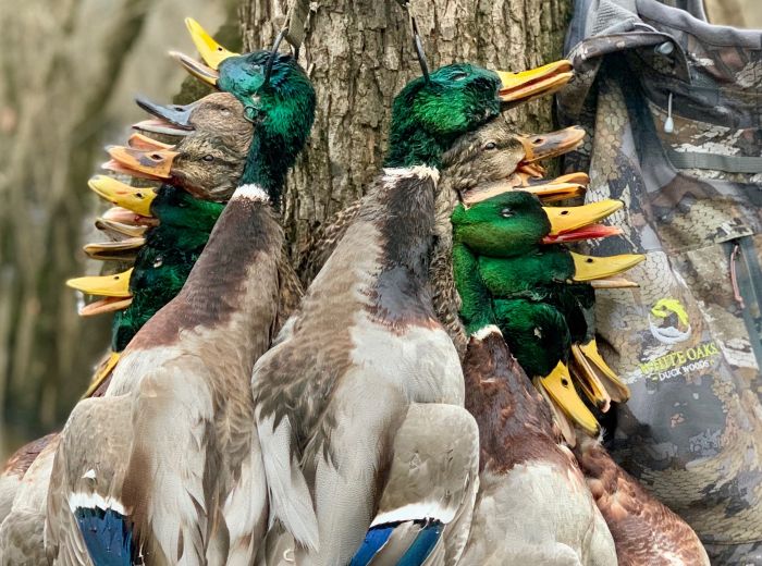 Legacy Duck Hunting Properties White Oaks Recreational